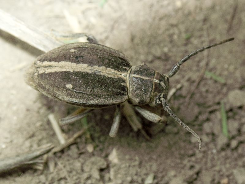 Dorcadion equestre (Laxmann, 1770)